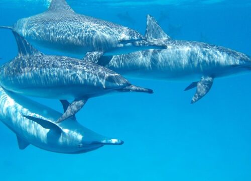 Delfinschwimmen Hurghada